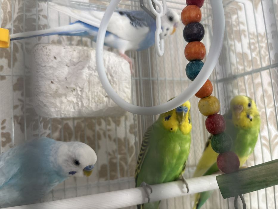 Продаю попугай сетка в подарок