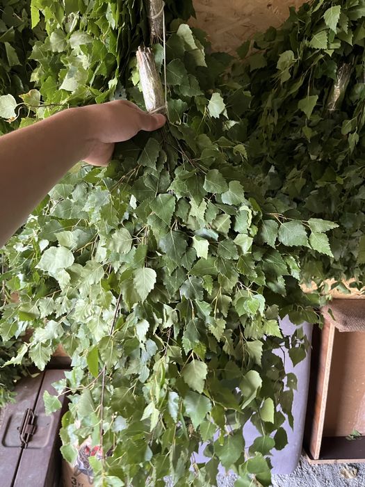 Продам веники банные березовые