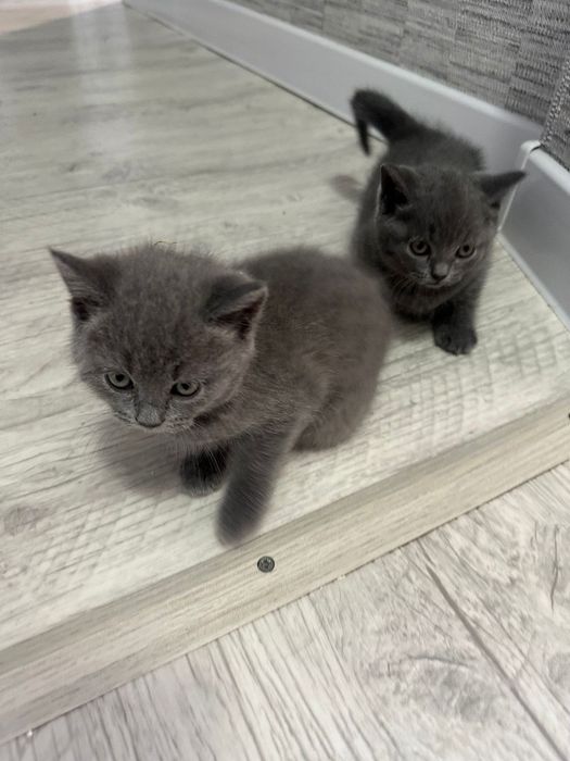 Продам Шотландских, милых, игривых котят. К лотку приучены. 25000 тенг