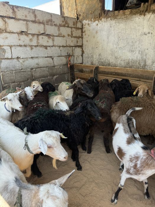 Баран Қой сатылады