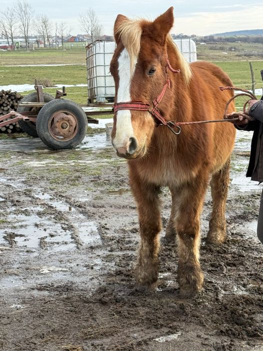 Vand iepe gestante manze