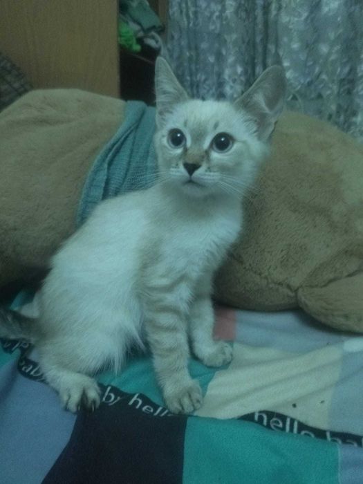 Дарю  маленьких котят