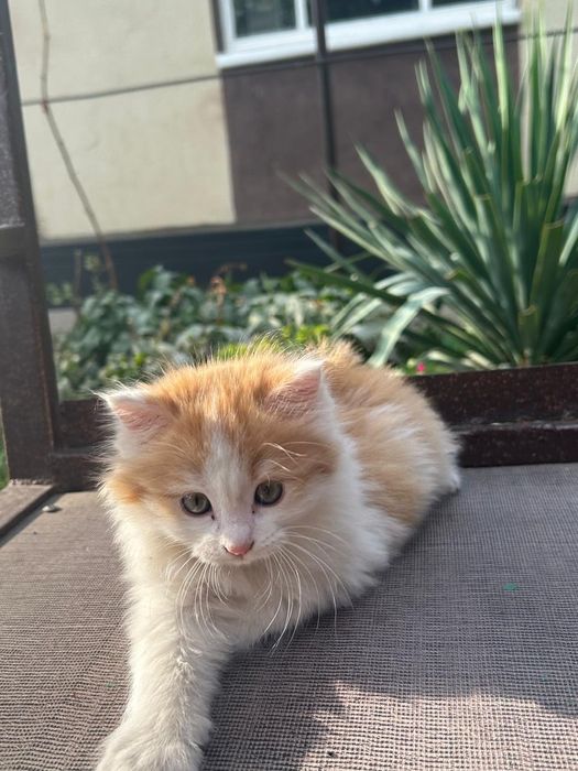 Котенок в хорошие руки.