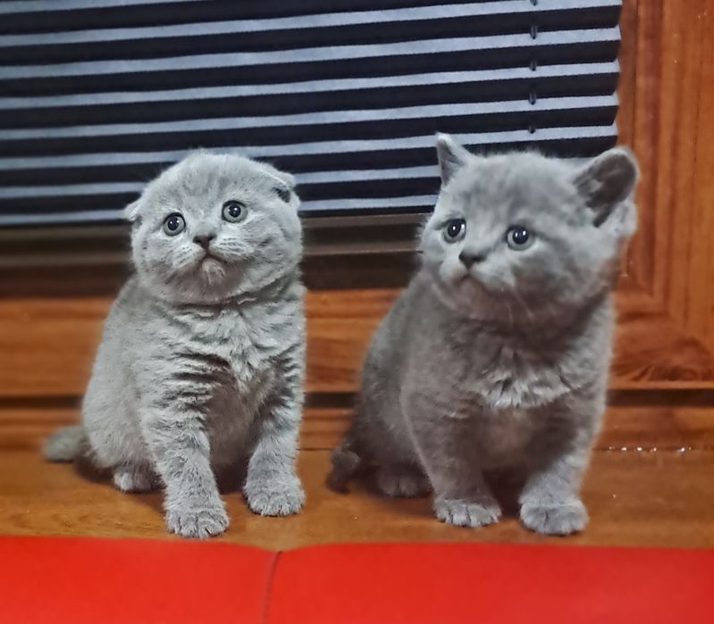 Котята от правильной вязки