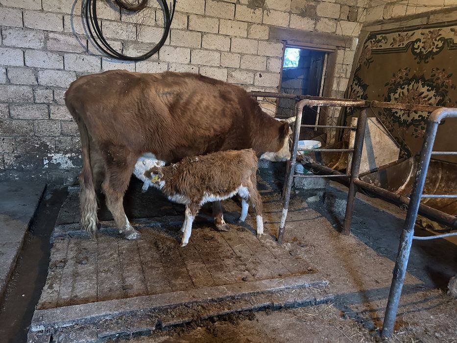 Бұзаулы сиырлар сатылады.