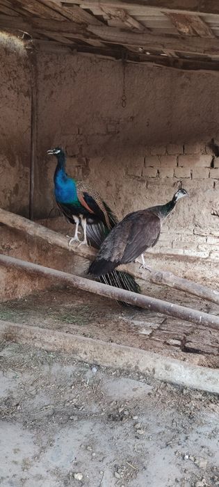 Павлин сатылады (парымен)