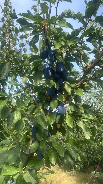Vand prune de comsum cal 1