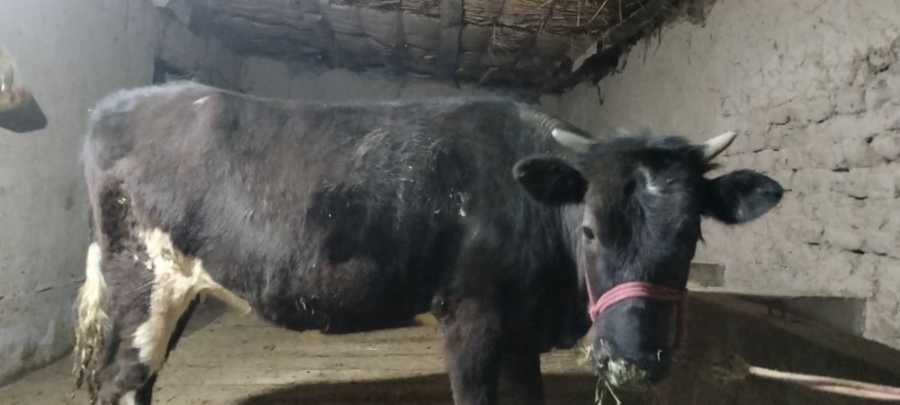 Семіз кашар сатылады