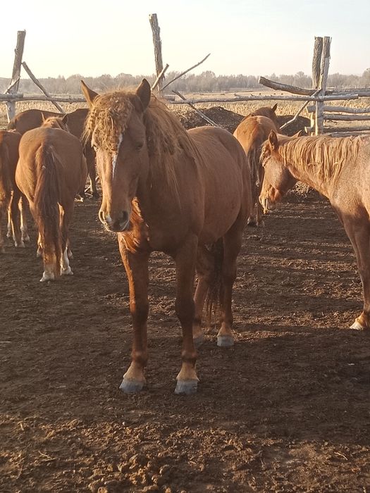 Айғыр 7 жасар сатылады