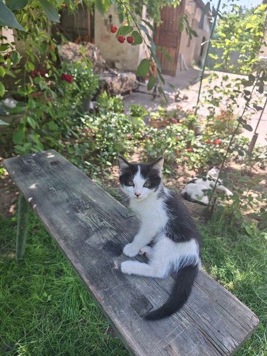 Котята бесплатно