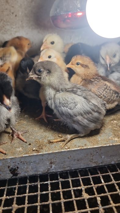 Pui  Combatant indian Marans Araucana