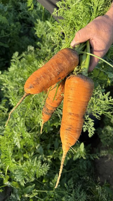 Продам морковь свежий урожай
