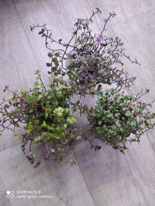 Колеусы вегетативные