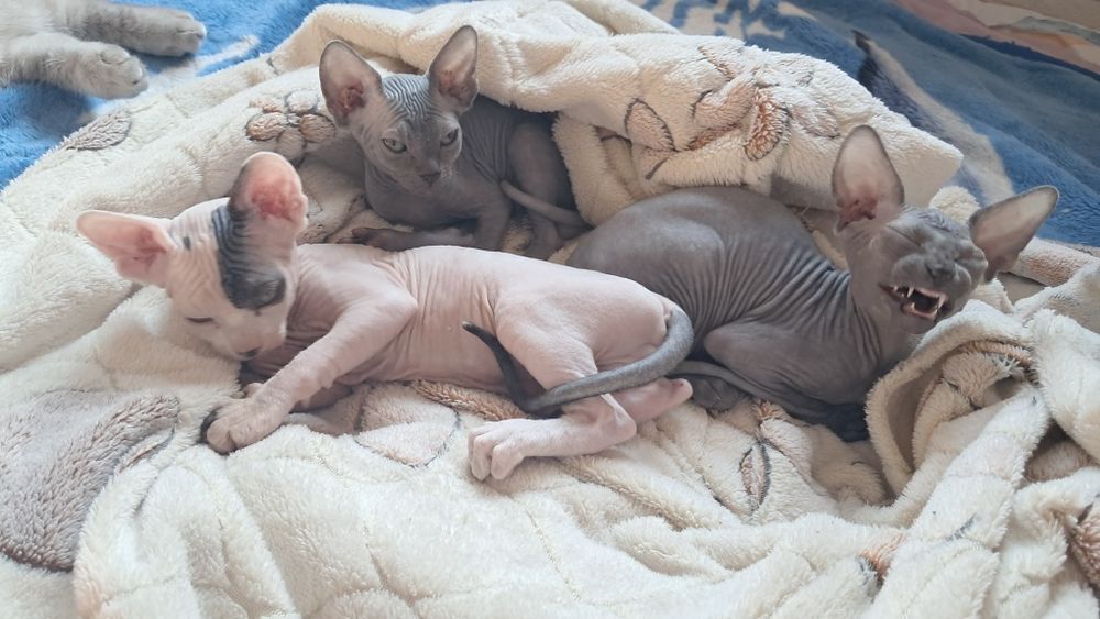 Продам котят канадский сфинкс