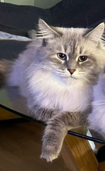 Котета сибирска нева маскарадна