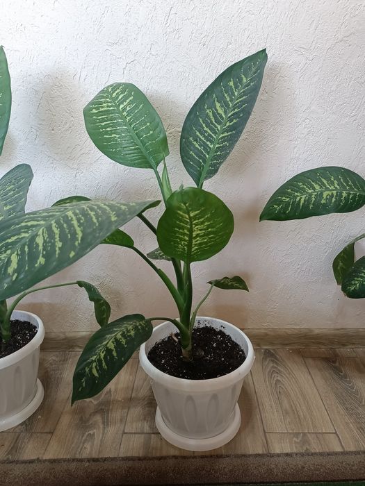 Срочно!!! Распродаю Комнатные цветы