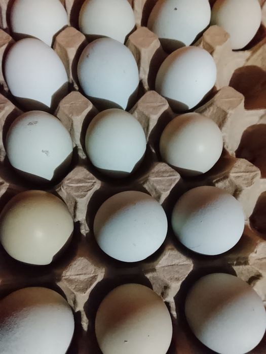 Яйцо на инкубацию