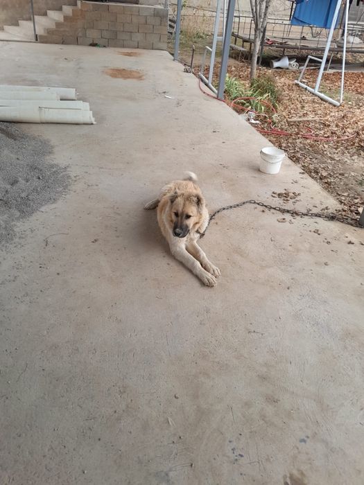 Собака парода алабай.