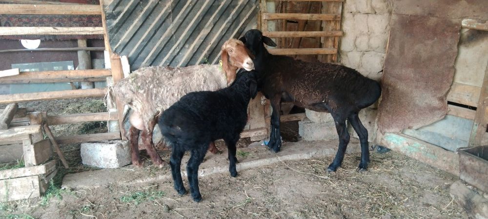 Сатыладыыыыыыыыыыы