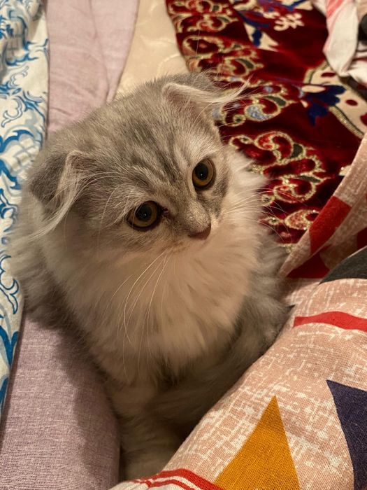 Шотландский мысык сатылады