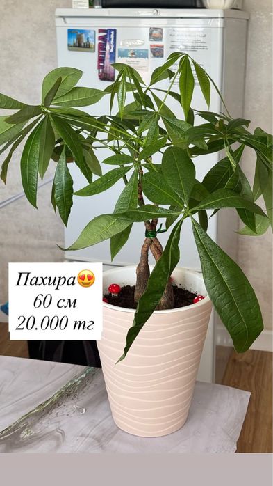 Продаю домашние цвет