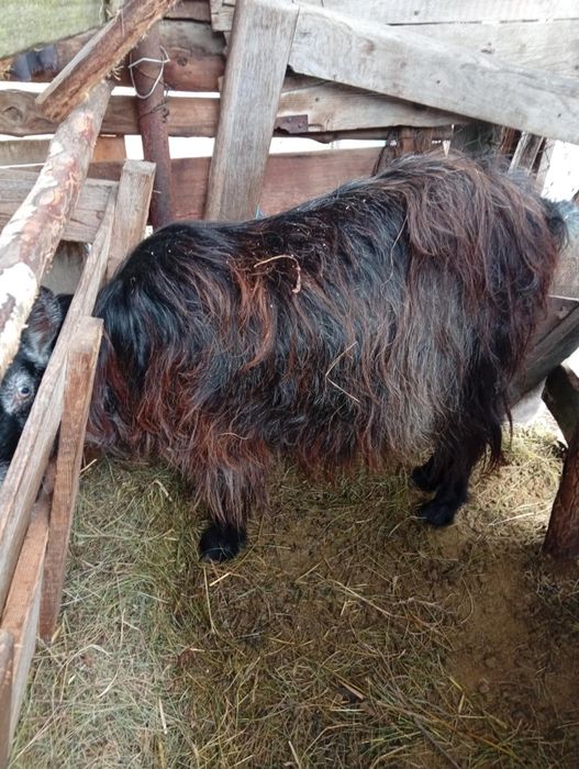 Vând CAPRE bune de Tinut