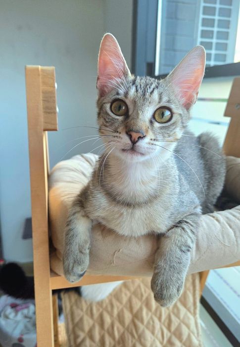 Teri, motanel de 4 luni pentru adoptie