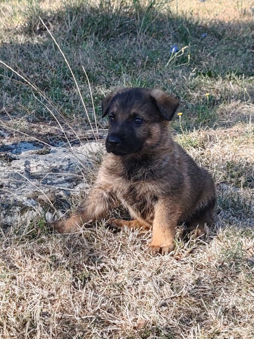 Pui ciobănesc german linie de lucru