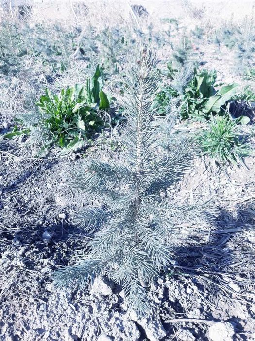 Голубая ель сотилади.