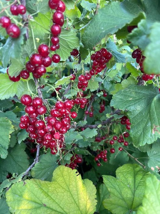 Продам дачный участок