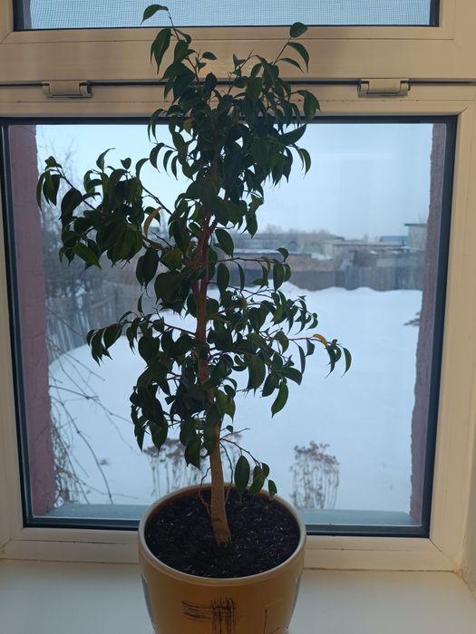 Фикус - дерево!!!