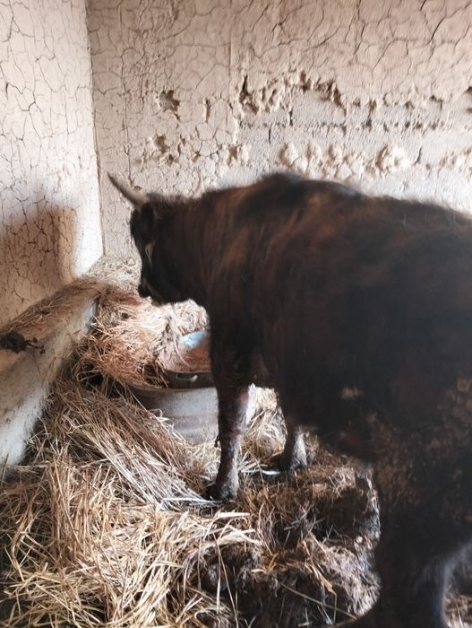 Огиздер Бука лар сатылады