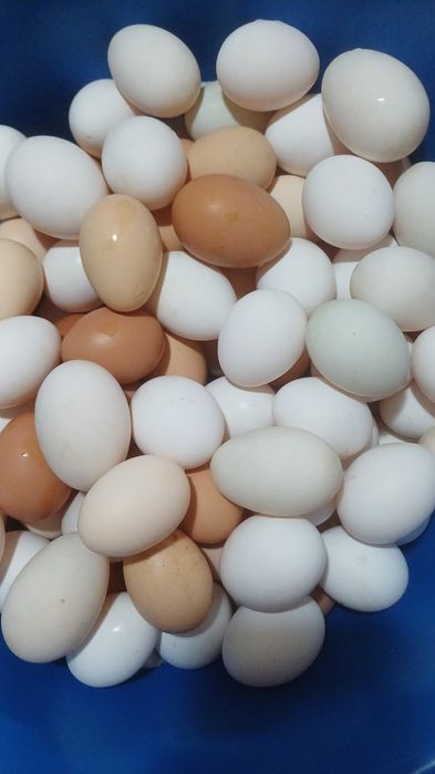 Продам! Домашнее яйцо