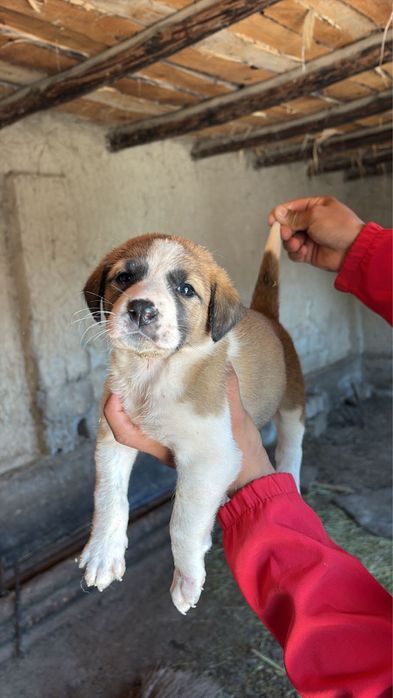 Алабай күшіктер сатылады