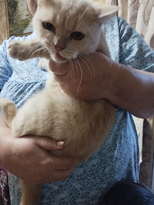 кошка шотландский