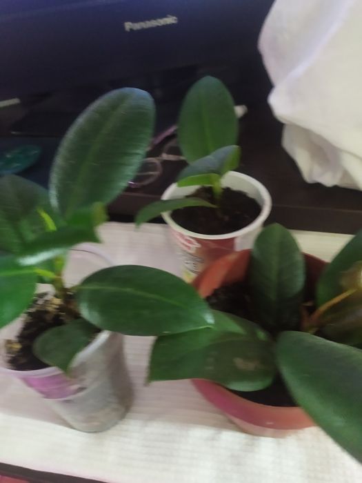 Продаются каучуконосные фикусы