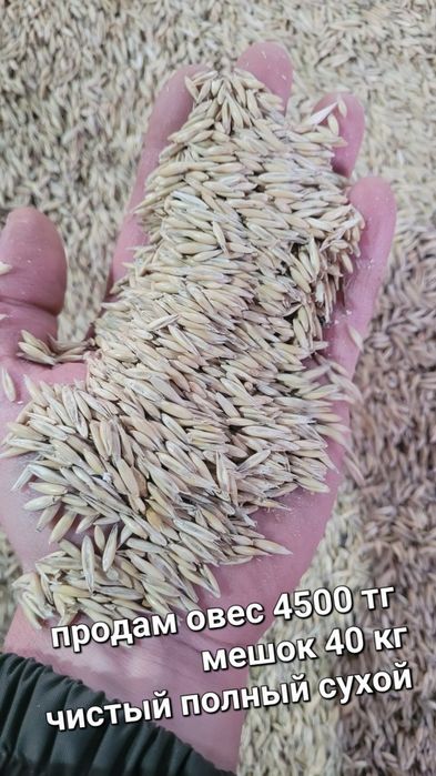 Продам ячмень сухой