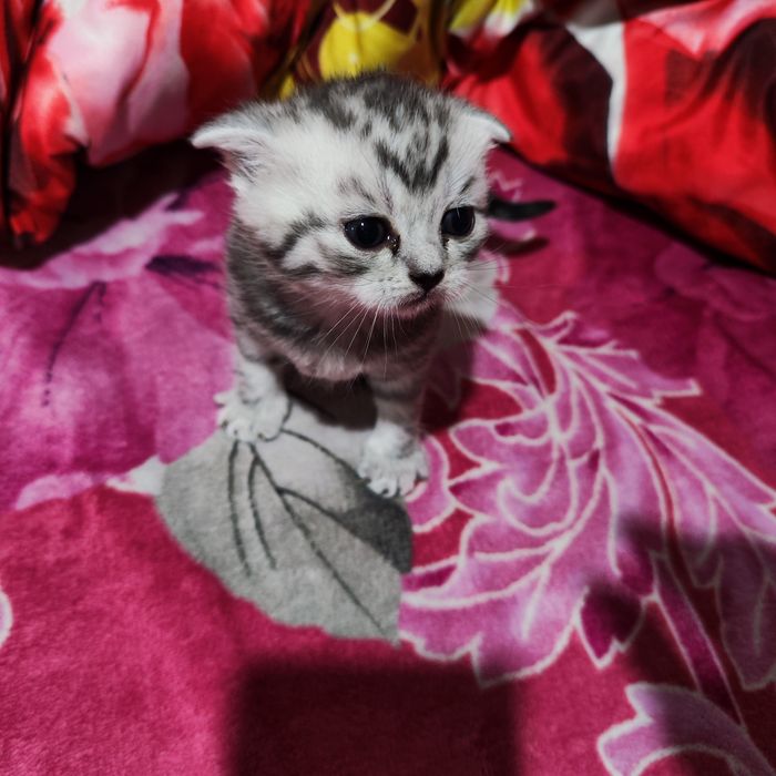 Продам шотландских котят