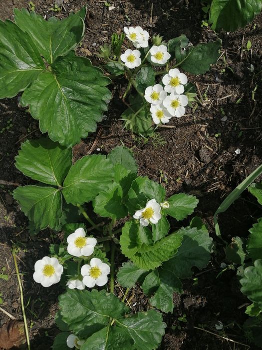 Продам дачу.Баня