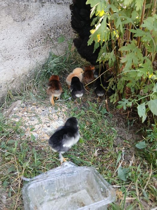 Closca cu 10 pui