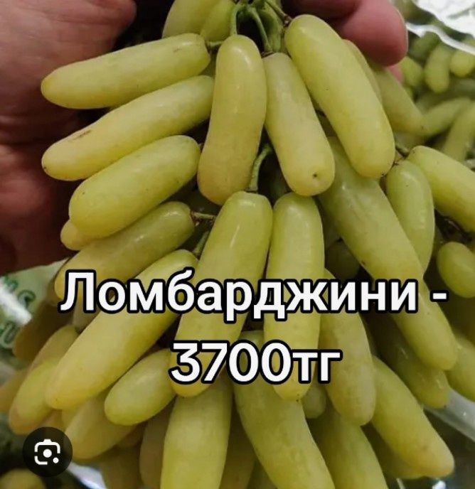 Элиталық жүзімдер ,21 түрлі сорт