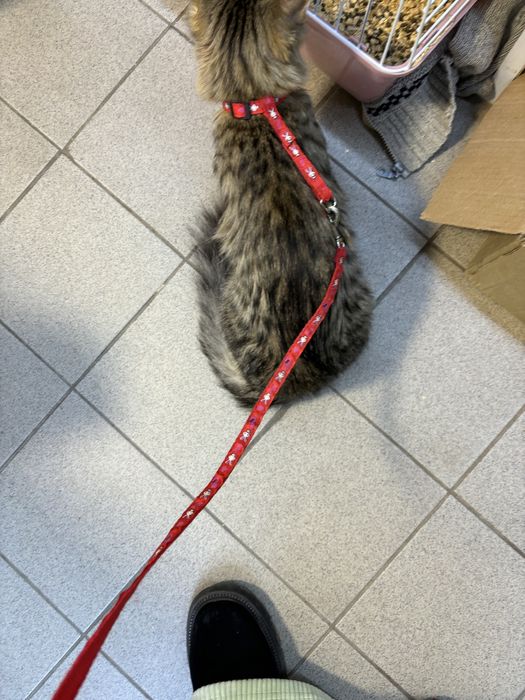 Пропала кошка 24