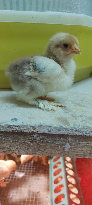 Pui Brahma Porțelan