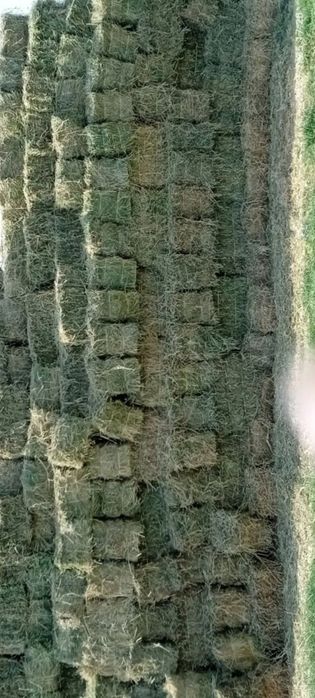 Beda sotiladi 38000 sum