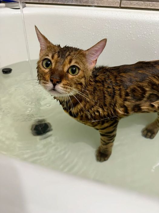 Вязка бенгальского кота