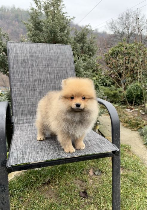 Померан момче със втора ваксина