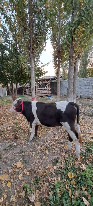 Букача гибрид 10 ойли