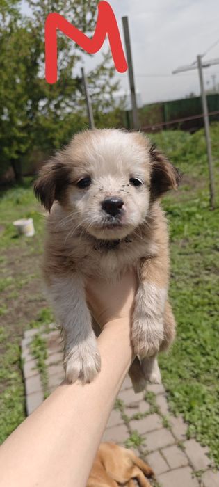 Отдам даром щенков