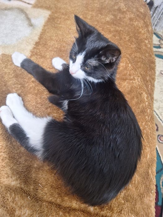 Отдам котёнка в добрые руки бесплатно