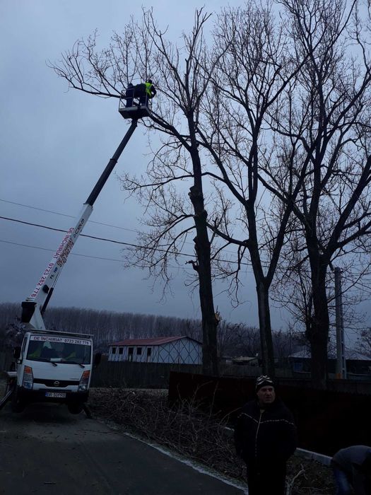Tăiere/Toaletare Copaci Periculoși